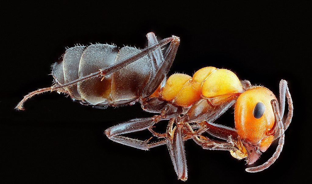 Ant Control service in Corpus Christi, TX