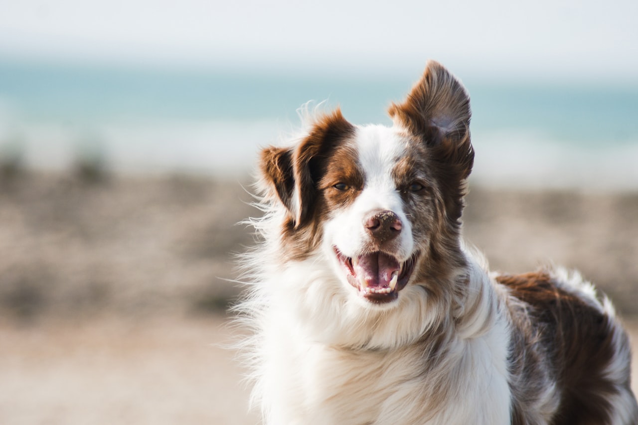 Flea & Tick Control service in Corpus Christi, TX
