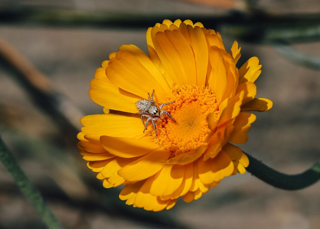 Spider Control service in Corpus Christi, TX